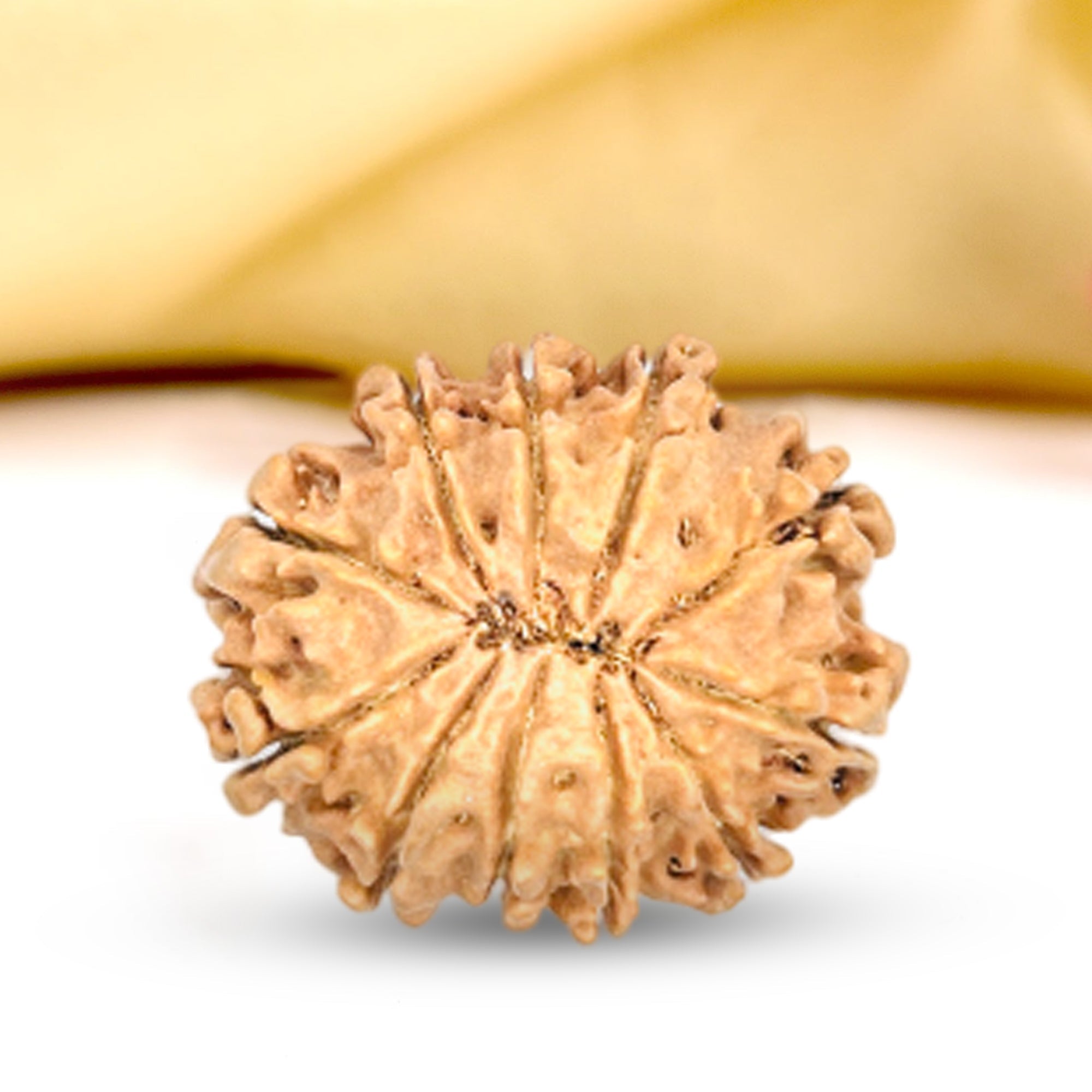 11 Mukhi Rudraksha (Nepali) - Regular