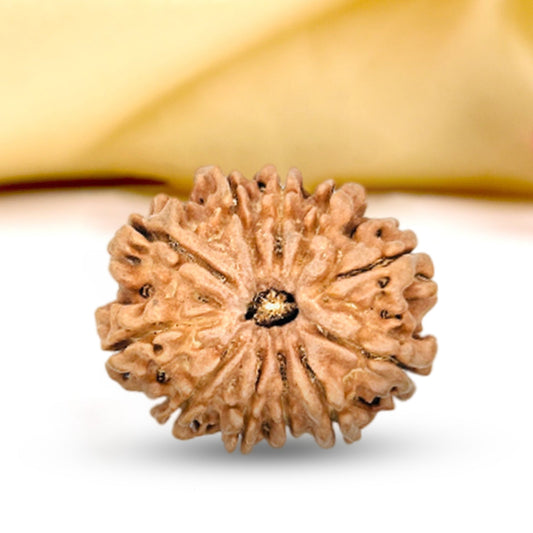 11 Mukhi Rudraksha (Nepali) - Super Collector