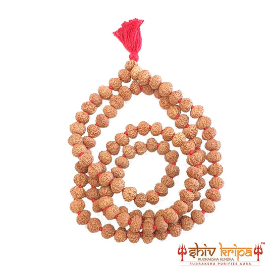 11 mukhi rudraksha mala, 108+1 beads