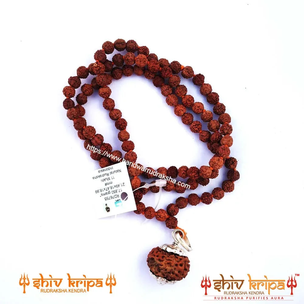 11 Mukhi Rudraksha With 5 Mukhi Rudraksha Mala