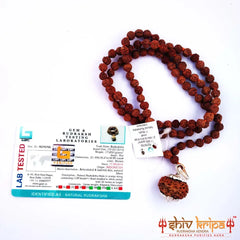 11 Mukhi Rudraksha With 5 Mukhi Rudraksha Mala