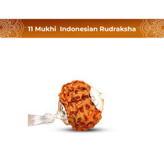 11 Mukhi Rudraksha (Indonesian)