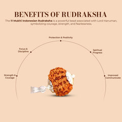 11 Mukhi Rudraksha (Indonesian)