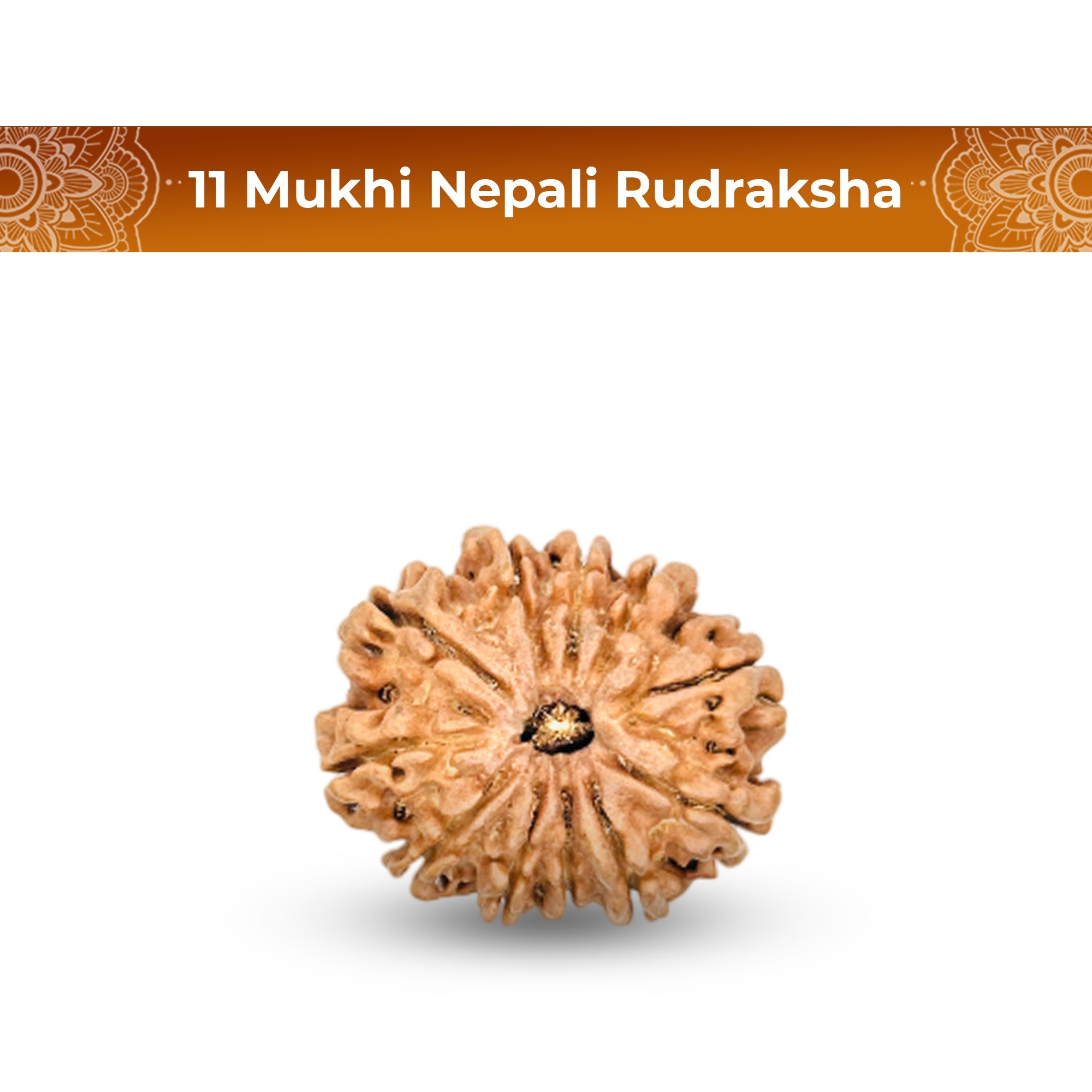 11 Mukhi Rudraksha (Nepali) - Super Collector