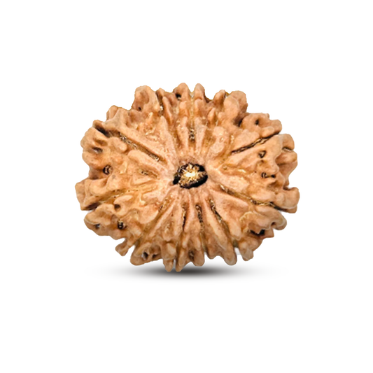 11 Mukhi Rudraksha (Nepali) - Super Collector