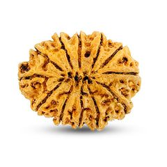 12 mukhi 12 seeds Rudraksha