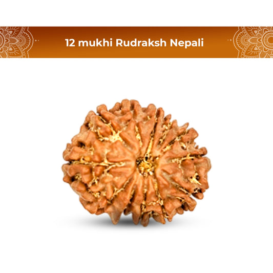 12 Mukhi Rudraksha (Nepali) - Regular