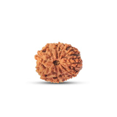 12 Mukhi Rudraksha (Indonesian)