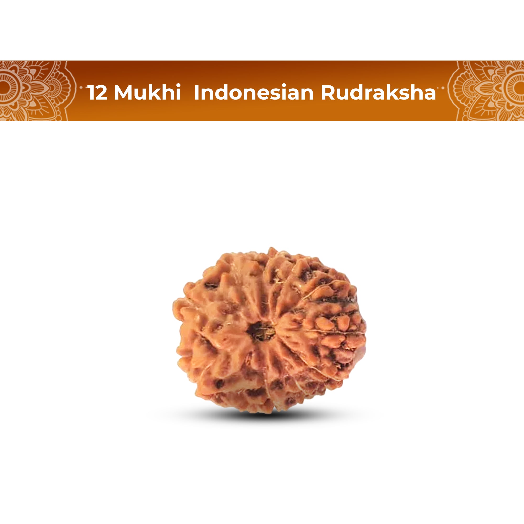 12 Mukhi Rudraksha (Indonesian)