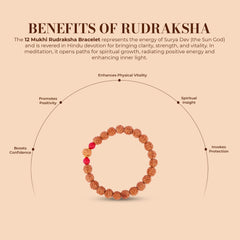 12 Mukhi Rudraksha Bracelet