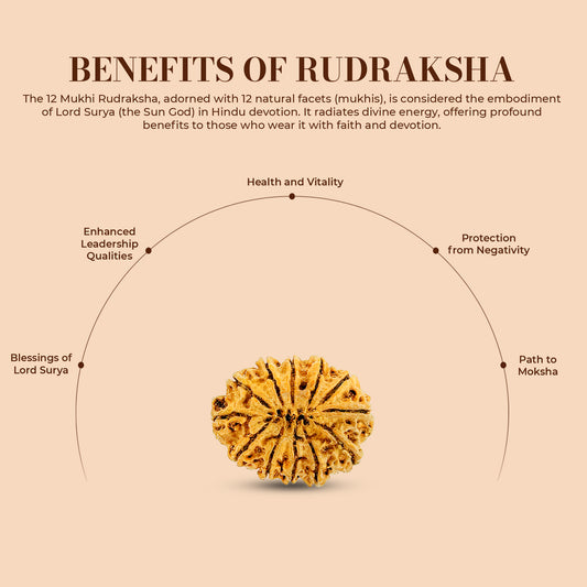 12 mukhi 12 seeds Rudraksha