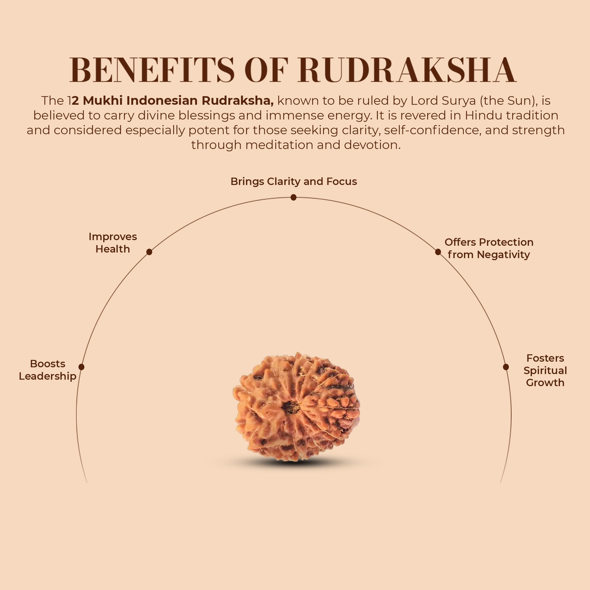 12 Mukhi Rudraksha (Indonesian)