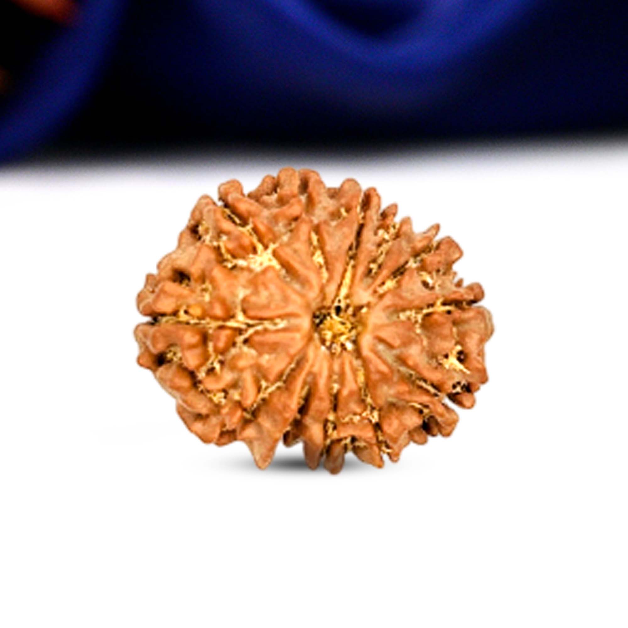 12 Mukhi Rudraksha (Nepali) - Collector