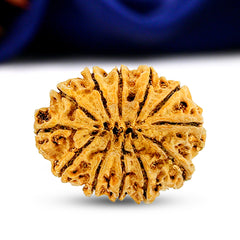 12 mukhi 12 seeds Rudraksha