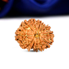 12 Mukhi Rudraksha (Nepali) - Regular