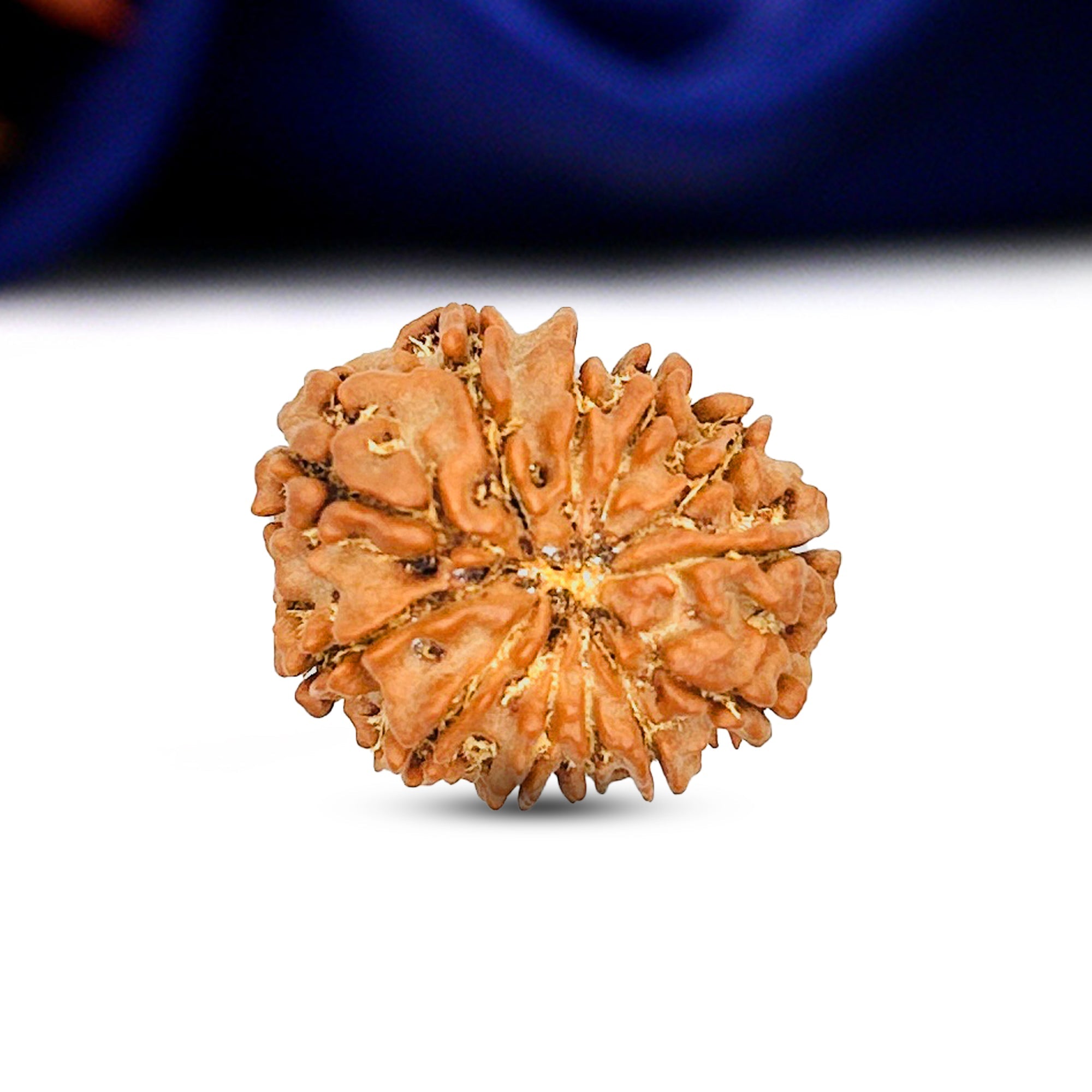 12 Mukhi Rudraksha (Nepali) - Collector