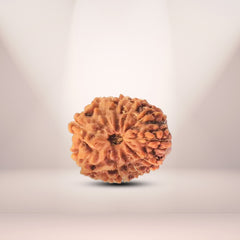 12 Mukhi Rudraksha (Indonesian)