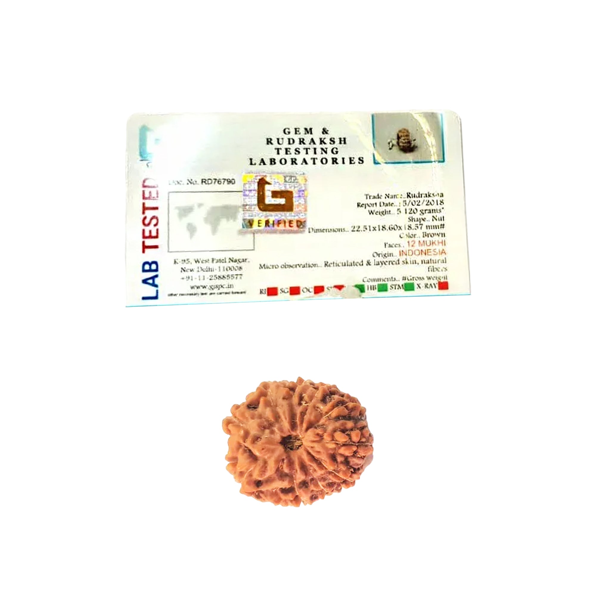 12 Mukhi Rudraksha (Indonesian)