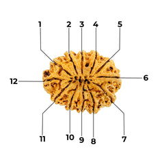 12 mukhi 12 seeds Rudraksha