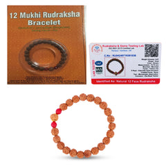 12 Mukhi Rudraksha Bracelet