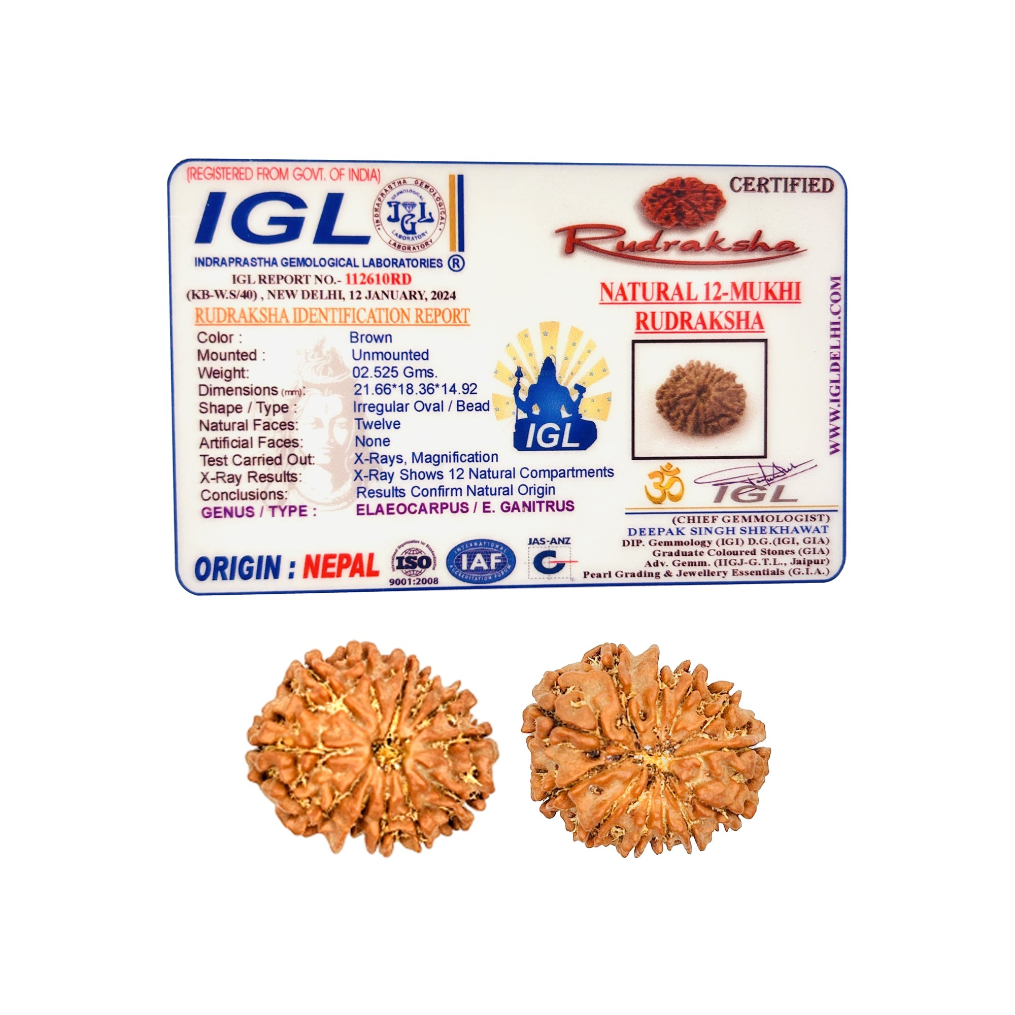 12 Mukhi Rudraksha (Nepali) - Medium