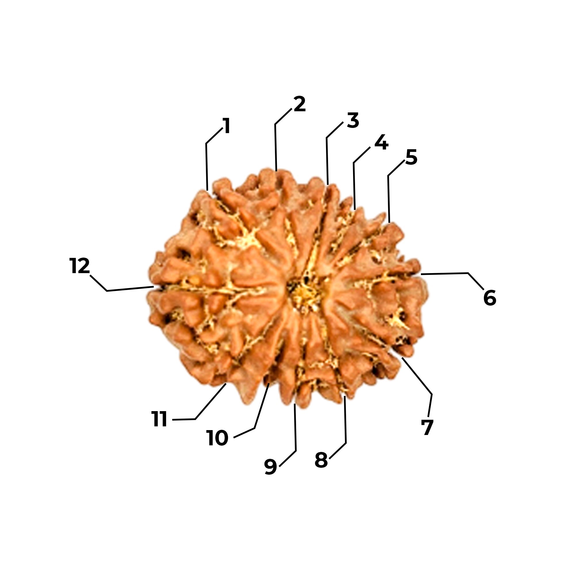 12 Mukhi Rudraksha (Nepali) - Regular