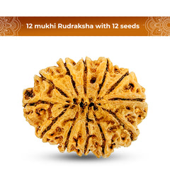 12 mukhi 12 seeds Rudraksha