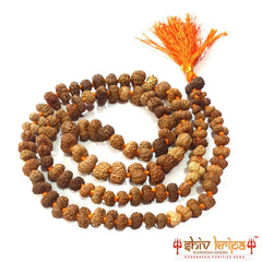 12 mukhi rudraksha mala, 108+1 beads