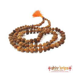 12 mukhi rudraksha mala, 108+1 beads