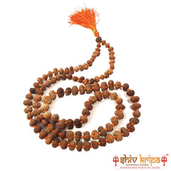 12 mukhi rudraksha mala, 108+1 beads