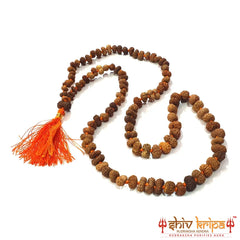 12 mukhi rudraksha mala, 108+1 beads