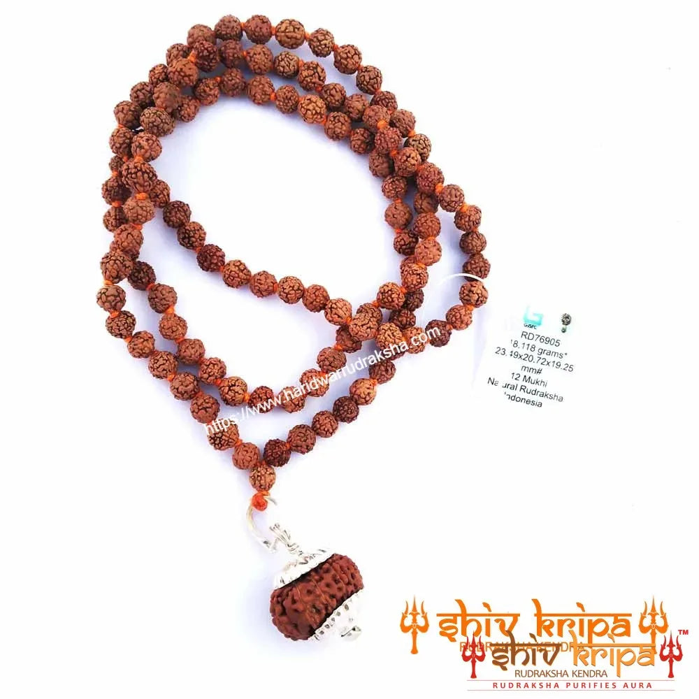 12 Mukhi Rudraksha with 5 Mukhi Rudraksha Mala