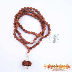 12 Mukhi Rudraksha with 5 Mukhi Rudraksha Mala