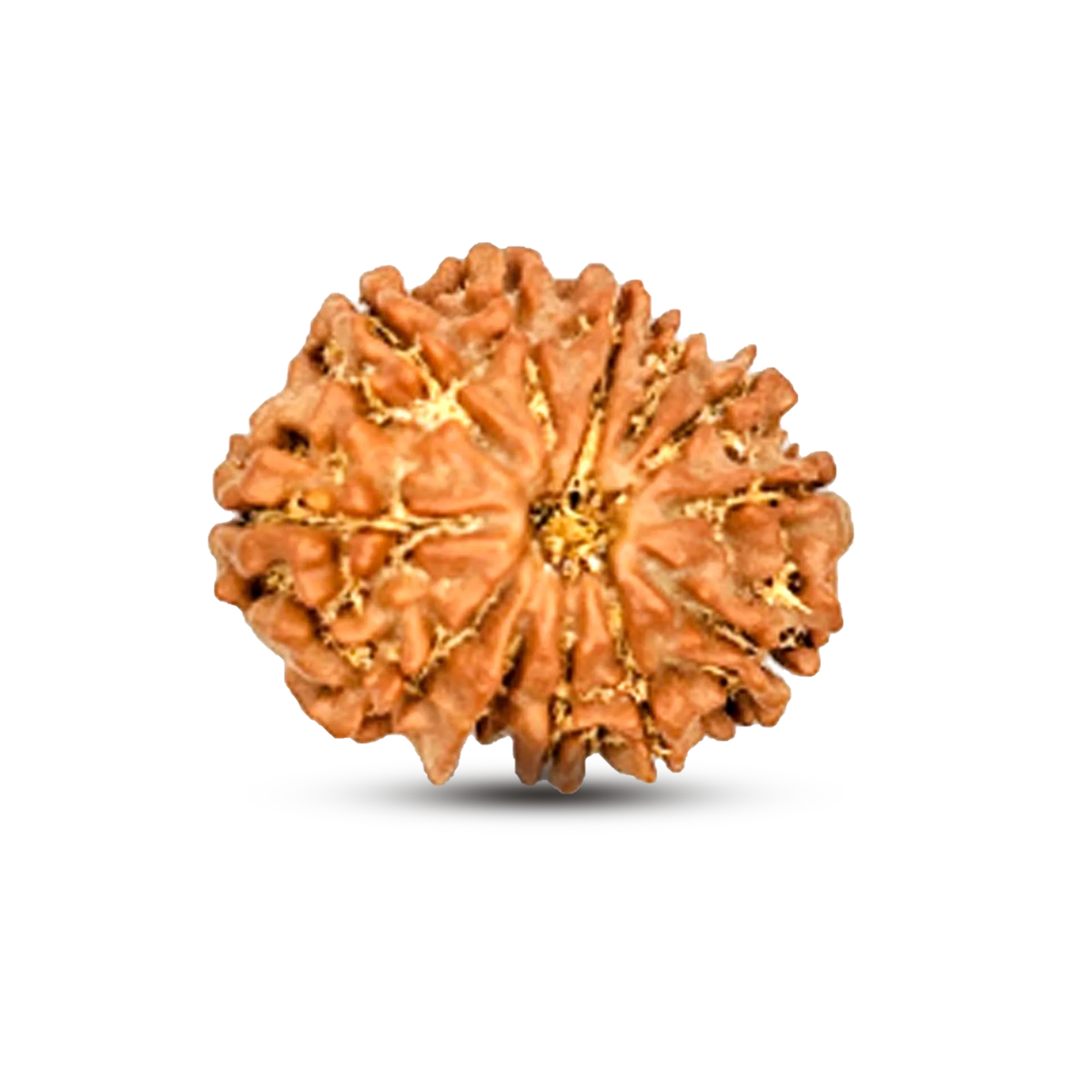 12 Mukhi Rudraksha (Nepali) - Medium