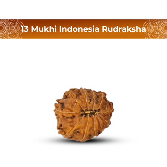 13 Mukhi Rudraksha (Indonesian)