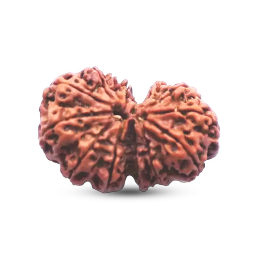 Natural 13 Mukhi Rudraksha (Nepali) - Gaurishankar