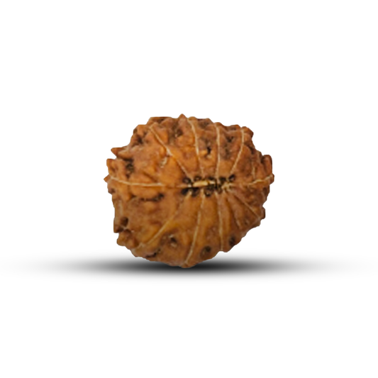 13 Mukhi Rudraksha (Indonesian)