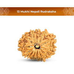 13 Mukhi Rudraksha (Nepali) - Regular