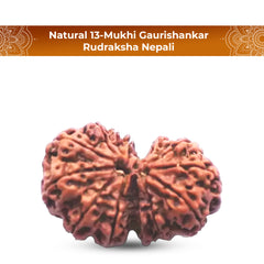 Natural 13 Mukhi Rudraksha (Nepali) - Gaurishankar