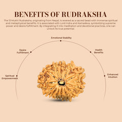 13 Mukhi Rudraksha (Nepali) - Regular