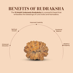 13 Mukhi Rudraksha (Indonesian)