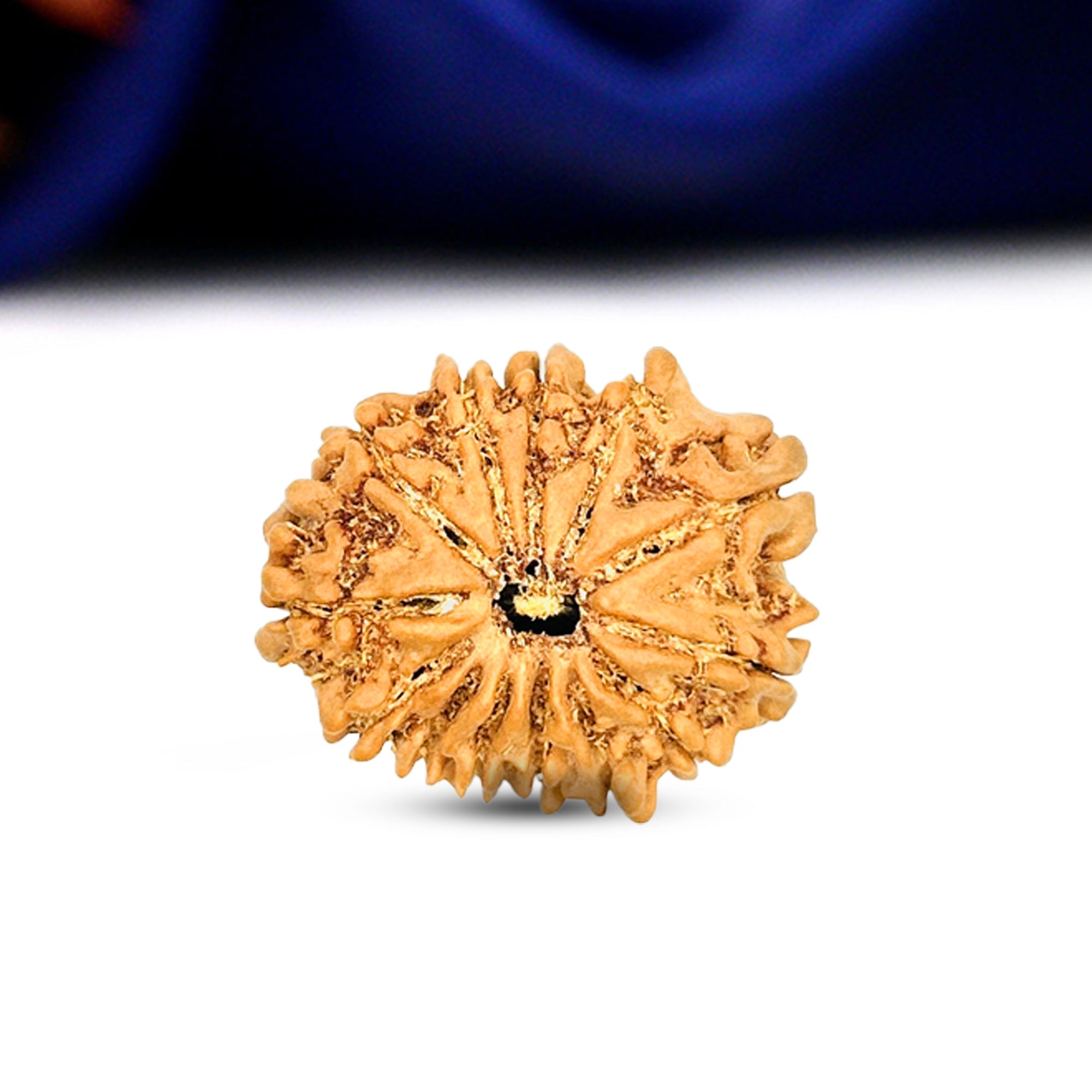 13 Mukhi Rudraksha (Nepali) - Collector