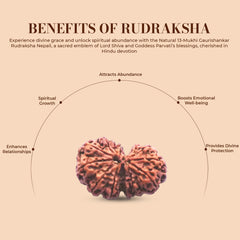 Natural 13 Mukhi Rudraksha (Nepali) - Gaurishankar