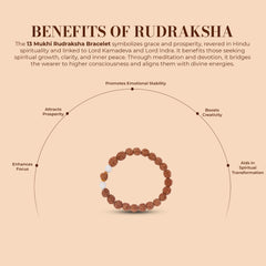 13 Mukhi Rudraksha Bracelet