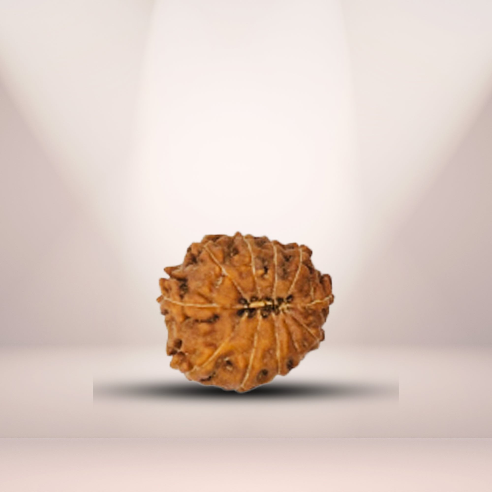 13 Mukhi Rudraksha (Indonesian)