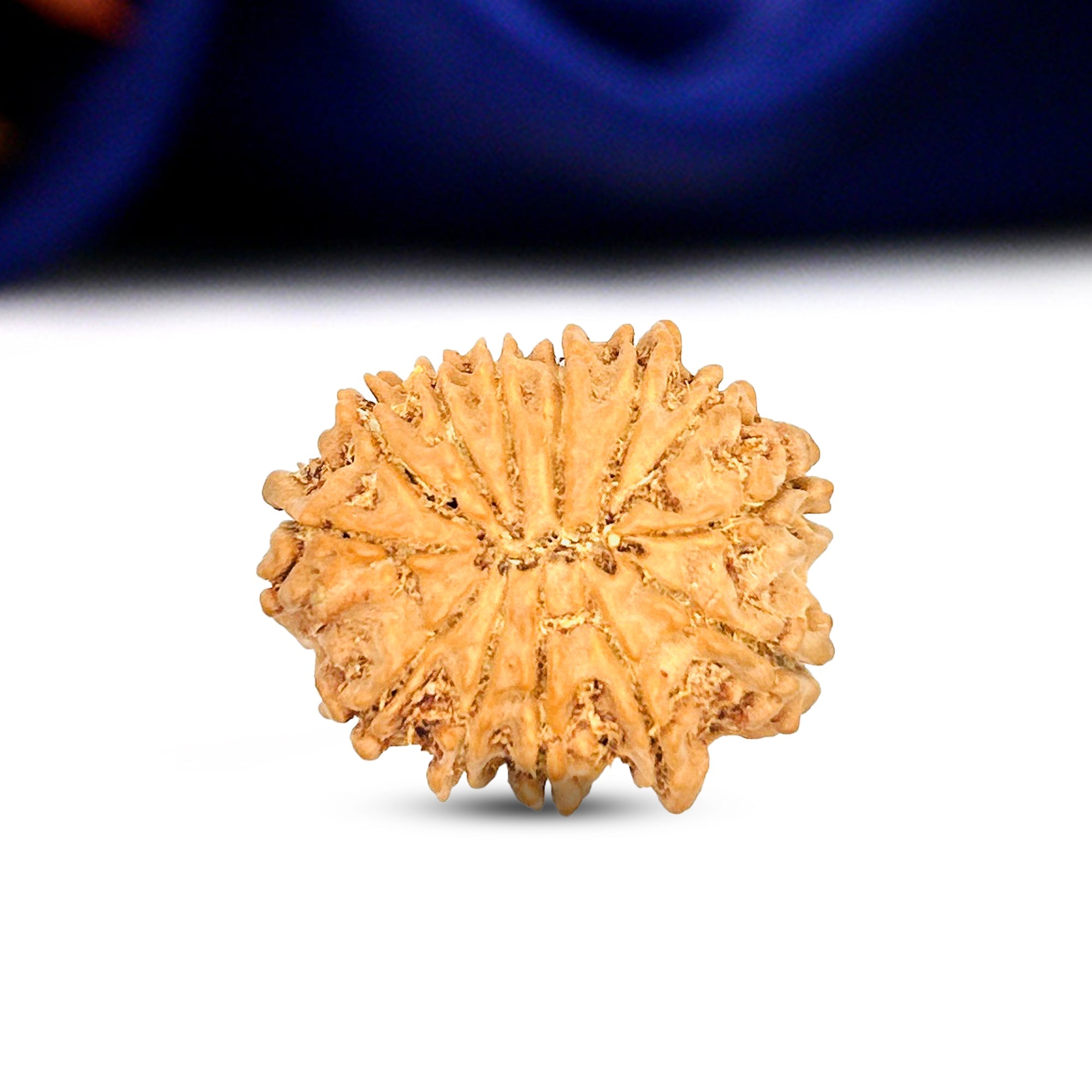 13 Mukhi Rudraksha (Nepali) - Collector