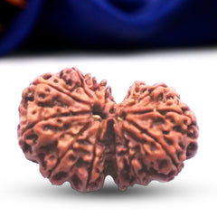 Natural 13 Mukhi Rudraksha (Nepali) - Gaurishankar