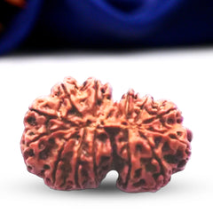 Natural 13 Mukhi Rudraksha (Nepali) - Gaurishankar