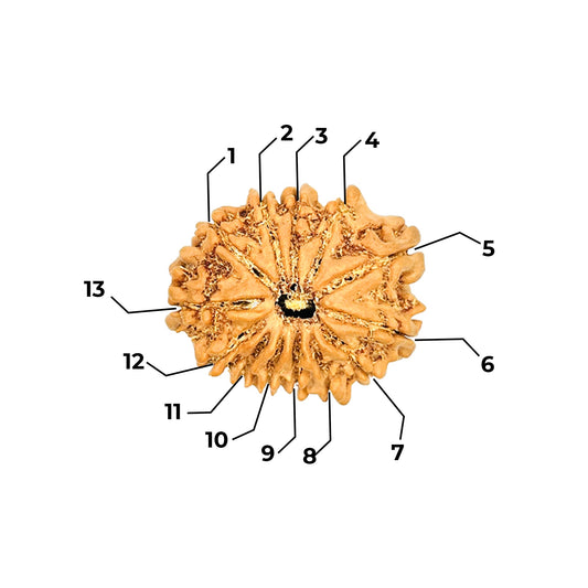 13 Mukhi Rudraksha (Nepali) - Medium