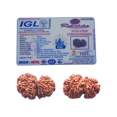 Natural 13 Mukhi Rudraksha (Nepali) - Gaurishankar